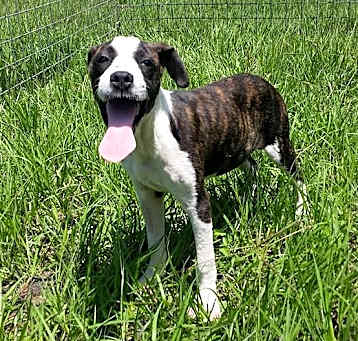 Photo of Louie