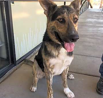 Photo of Bosco