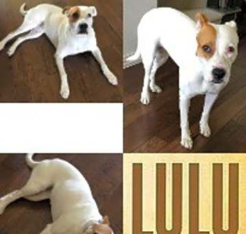 Photo of Lulu