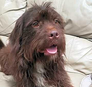 Photo of Tanner