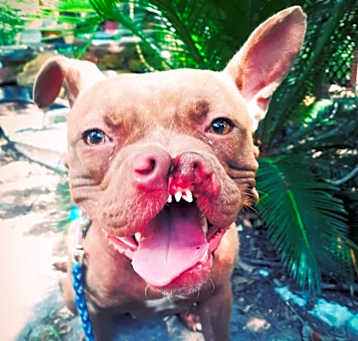 Photo of Rosie