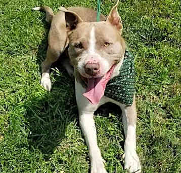 Photo of Romeo