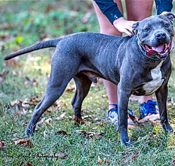 Photo of Kingston needs foster home (See Video)