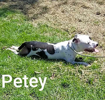 Photo of Petey