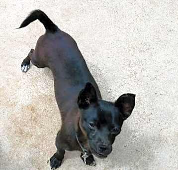 Photo of Pepper