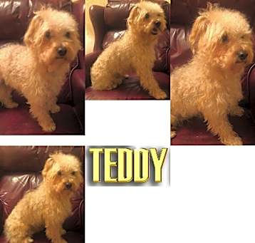Photo of TEDDY