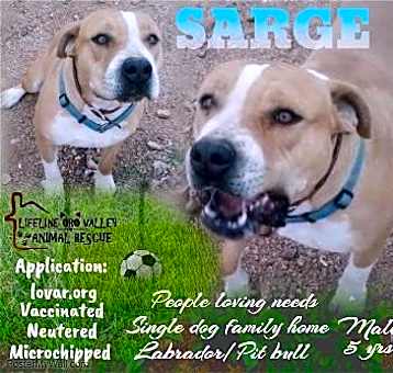 Photo of SARGE