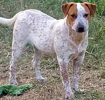 Photo of Rango