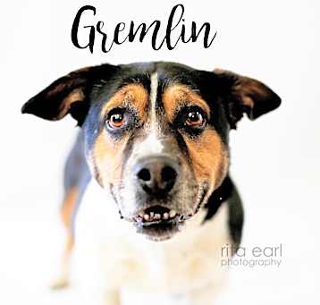 Photo of Gremlin
