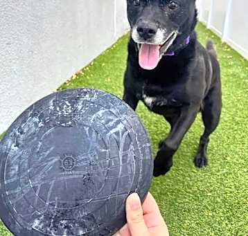 Photo of Sadie
