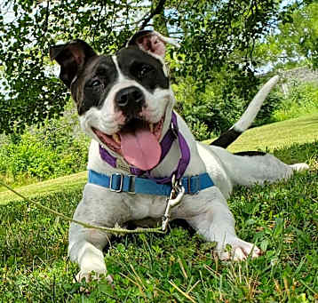 Photo of Daisy Noodle