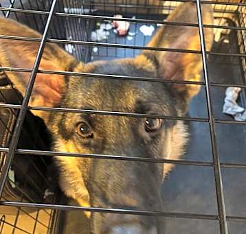 Photo of Diesel