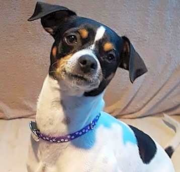 Photo of Rizzo