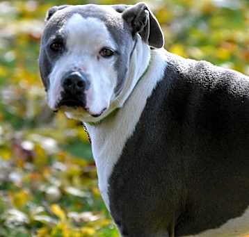 Photo of Goose