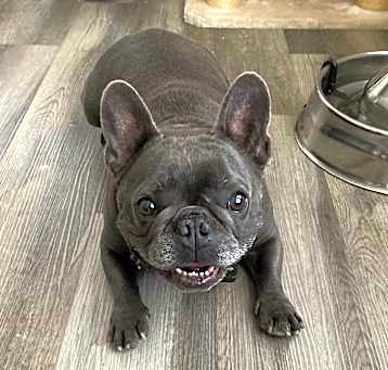 Photo of Bleu
