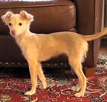 Photo of Primrose (Green Eyes)