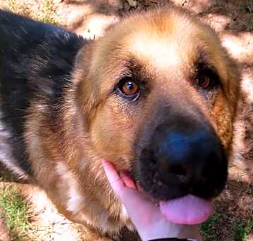 Photo of Sarge