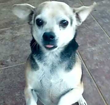 Photo of Scruffy