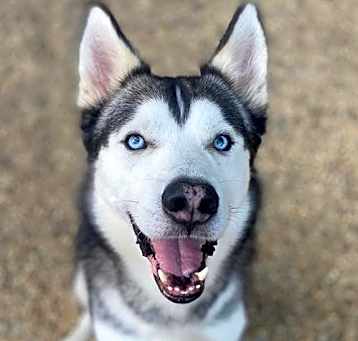 Photo of Blue