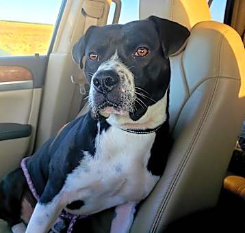 Photo of Oreo