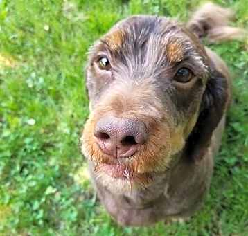 Photo of Dexter-Sponsor