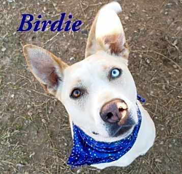 Photo of Birdie