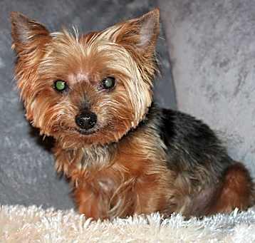 Photo of Harley