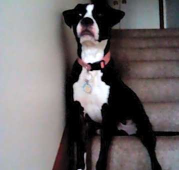 Photo of Bella