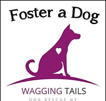 Photo of Foster a Dog