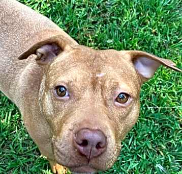 Photo of Ruby