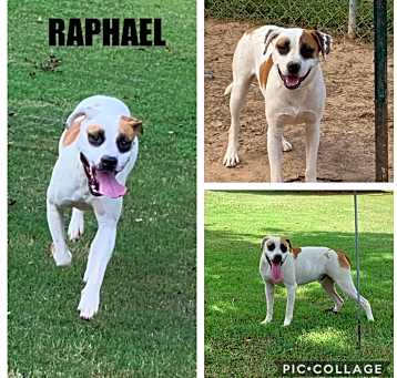 Photo of Raphael