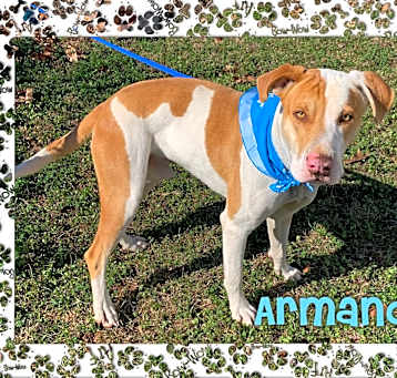 Photo of Armando