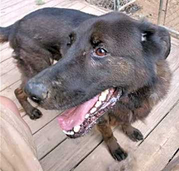 Photo of Bear