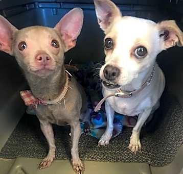 Photo of Sweet Baby Girl and sis Angel