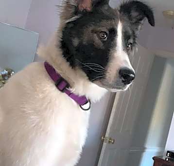 Photo of Bella