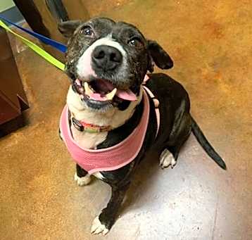 Photo of Champ