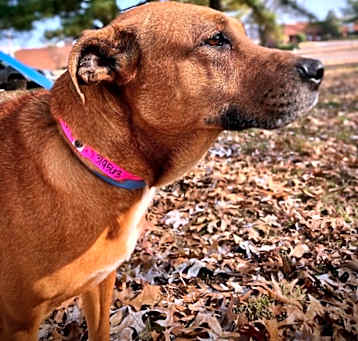 Photo of Lady