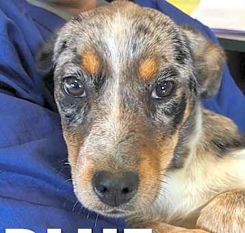 Photo of Blue