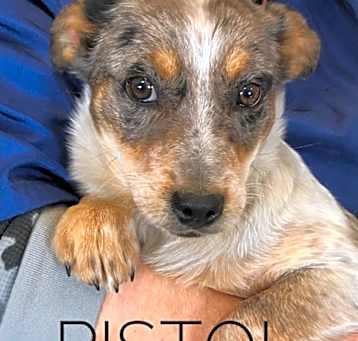 Photo of Pistol