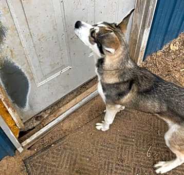 Photo of Diesel