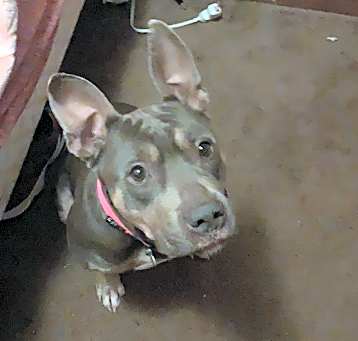 Photo of Trixie