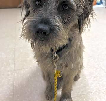 Photo of Tramp