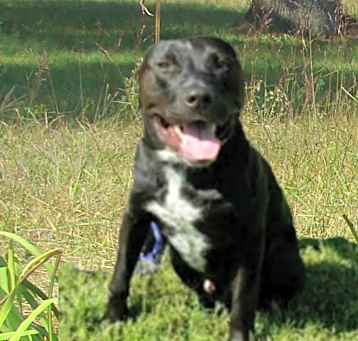 Photo of Hemi