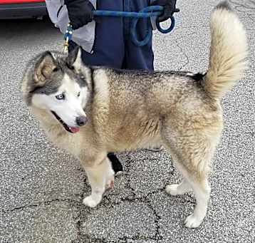 Photo of SABOR HUSKY