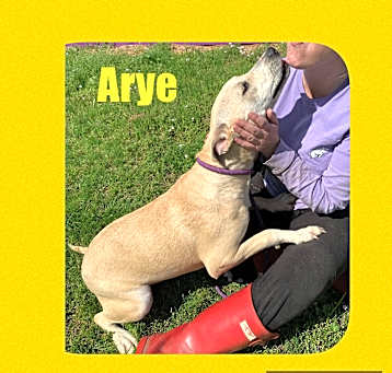 Photo of Arye