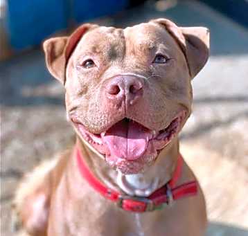 Photo of Diesel