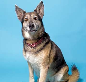 Photo of Ladybird