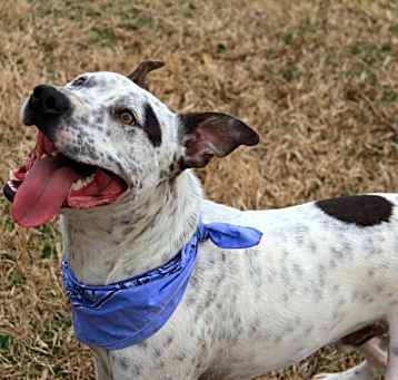 Photo of Diesel