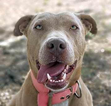 Photo of Daisy