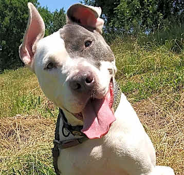 Photo of Archie - very sweet boy
